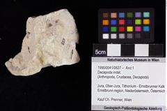 Foto (Objket + Etiketten) von Decapoda indet. 